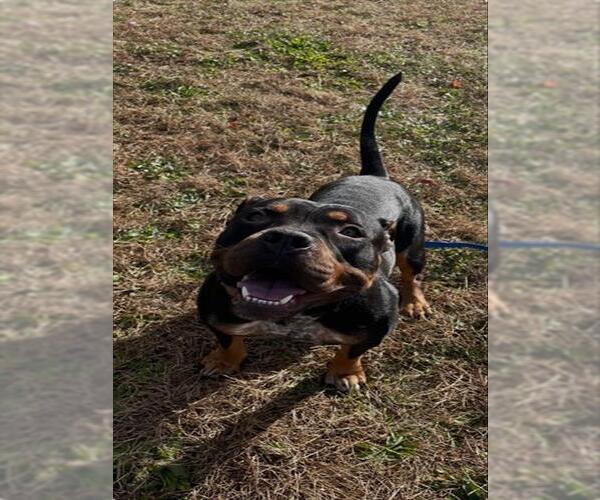 Medium Photo #1 American Pit Bull Terrier-Unknown Mix Puppy For Sale in Springfield, MA, USA