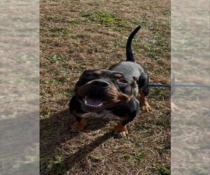 American Pit Bull Terrier-Unknown Mix Dogs for adoption in Springfield, MA, USA