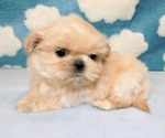 Small #1 Shih Tzu