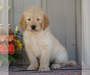 English Cream Golden Retriever-Poodle (Standard) Mix Puppy for sale in FREDERICKSBG, OH, USA