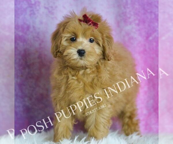 Medium Photo #107 Maltipoo (Miniature) Puppy For Sale in WARSAW, IN, USA