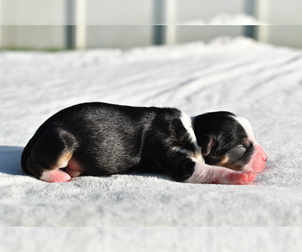 Medium Photo #2 Auss-Tzu Puppy For Sale in PALM COAST, FL, USA