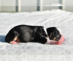 Small #1 Auss-Tzu