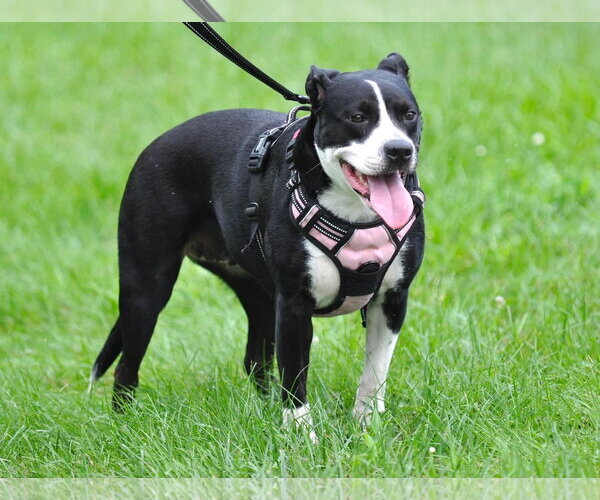 Medium Photo #8 Mutt Puppy For Sale in MECHANICSBURG, PA, USA