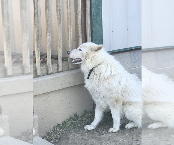 Medium Photo #1 German Shepherd Dog Puppy For Sale in CAMPTON, KY, USA