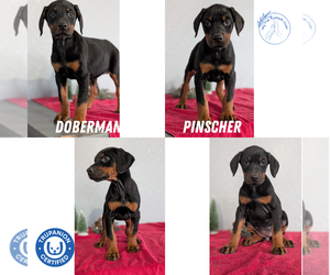 Doberman Pinscher Litter for sale in GOSHEN, IN, USA