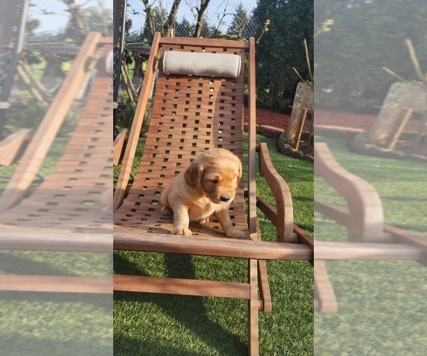 Medium Photo #5 Golden Retriever Puppy For Sale in VANCOUVER, WA, USA