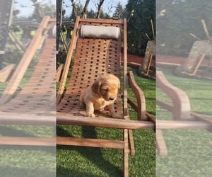 Medium Golden Retriever