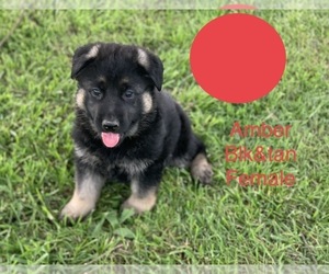 German Shepherd Dog Puppy for sale in BOLIVAR, MO, USA