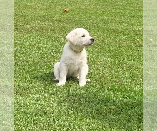 Medium Photo #1 Labrador Retriever Puppy For Sale in HAMPSTEAD, NC, USA