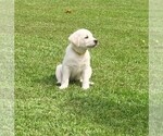 Image preview for Ad Listing. Nickname: Litter of 8
