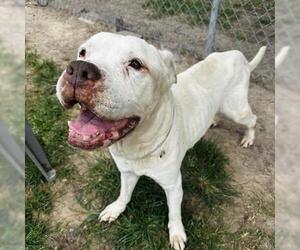 American Pit Bull Terrier-Unknown Mix Dogs for adoption in Conroe, TX, USA