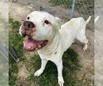 Small American Pit Bull Terrier Mix