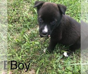 Border-Aussie Dogs for adoption in ARMADA, MI, USA