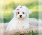 Small #7 Maltipoo (Miniature)