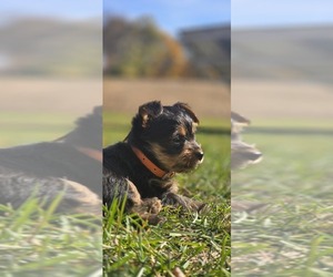 Yorkshire Terrier Puppy for sale in NILES, MI, USA
