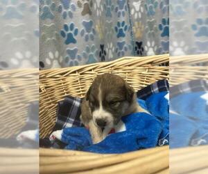 Saint Pyrenees Dogs for adoption in Rosenberg, TX, USA