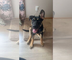 Shepweiller Dogs for adoption in Princeton, MN, USA