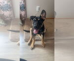 Small Shepweiller