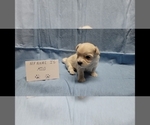 Image preview for Ad Listing. Nickname: Milo