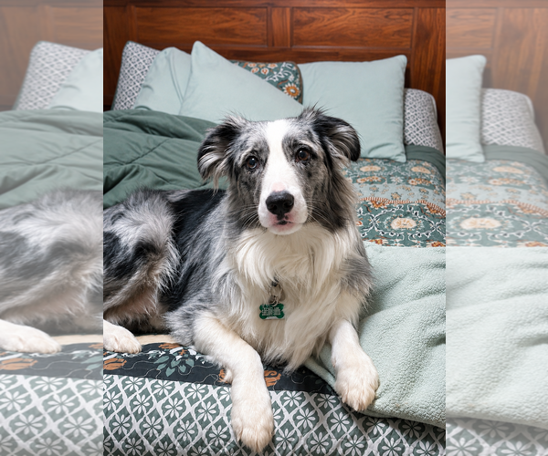 Medium Photo #4 Australian Shepherd Puppy For Sale in Dallas, TX, USA