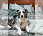 Small #3 Australian Shepherd