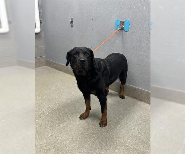 Medium Photo #1 Rottweiler-Unknown Mix Puppy For Sale in Las Vegas, NV, USA