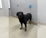 Small Rottweiler Mix