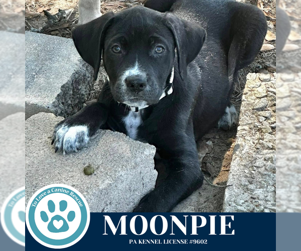 Medium Photo #4 Labrenees Puppy For Sale in Kimberton, PA, USA
