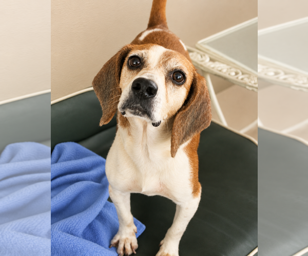 Medium Photo #2 Beagle Puppy For Sale in Dunnellon, FL, USA
