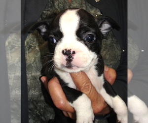 Boston Terrier Puppy for sale in BEND, OR, USA