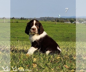 English Springer Spaniel Puppy for sale in NEWVILLE, PA, USA