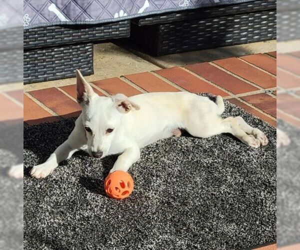 Medium Photo #5 Chiweenie Puppy For Sale in Tustin, CA, USA
