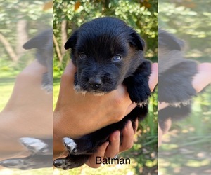 Australian Shepherd Puppy for sale in MOCKSVILLE, NC, USA