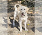 Small #1 Golden Pyrenees