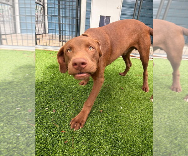 Medium Photo #1 Labrador Retriever-Unknown Mix Puppy For Sale in Elmsford, NY, USA