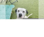 Small #1 American Pit Bull Terrier Mix