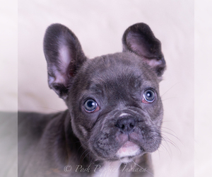 Medium French Bulldog