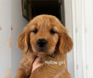 Golden Retriever Puppy for Sale in MADERA, California USA
