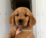 Small Golden Retriever