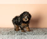 Small Photo #4 Poodle (Miniature) Puppy For Sale in MILLERSBURG, IN, USA