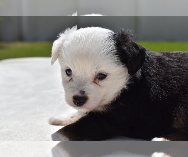 Medium Photo #3 Miniature Australian Shepherd Puppy For Sale in PALM COAST, FL, USA