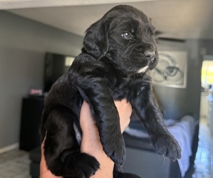 Golden Labrador Puppy for sale in NEWPORT COAST, CA, USA