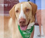 Small #7 Labrador Retriever Mix