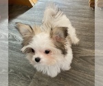 Small Photo #1 Shih Tzu Puppy For Sale in LEBANON, OR, USA
