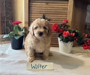 Cavapoo Puppy for sale in THORP, WI, USA