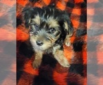 Small Photo #17 Yorkshire Terrier Puppy For Sale in HUDDLESTON, VA, USA
