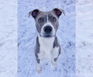 Blue Steele - Male Mutt Dog for Adoption - Photo #7