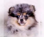 Small Photo #96 Pomeranian Puppy For Sale in WARSAW, IN, USA