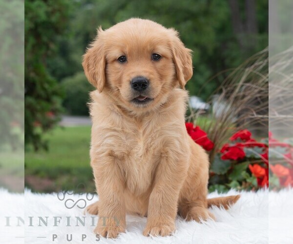 Medium Photo #5 Golden Retriever Puppy For Sale in NEWPORT, PA, USA